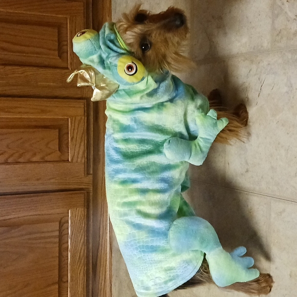 Top Paw Other - Dog Costume Frog Prince size Medium